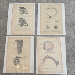 Vintage Anatomy Art Prints Set